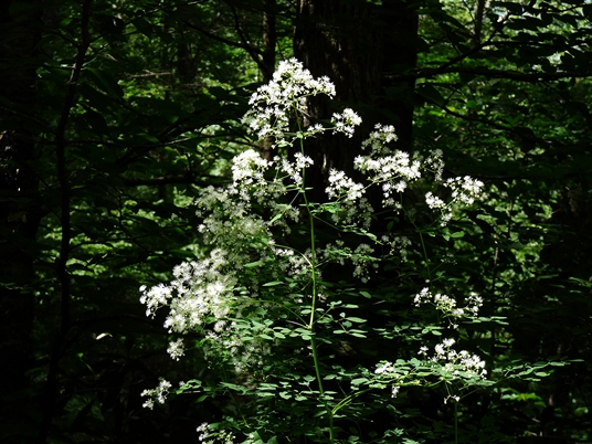 {Thalictrum pubescens}